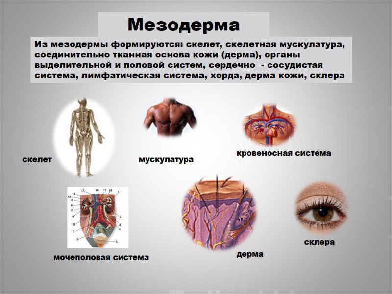 мускулатура кровеносная система скелет мочеполовая система Из мезодермы формируются: скелет, скелетная мускулатура, соединительно тканная